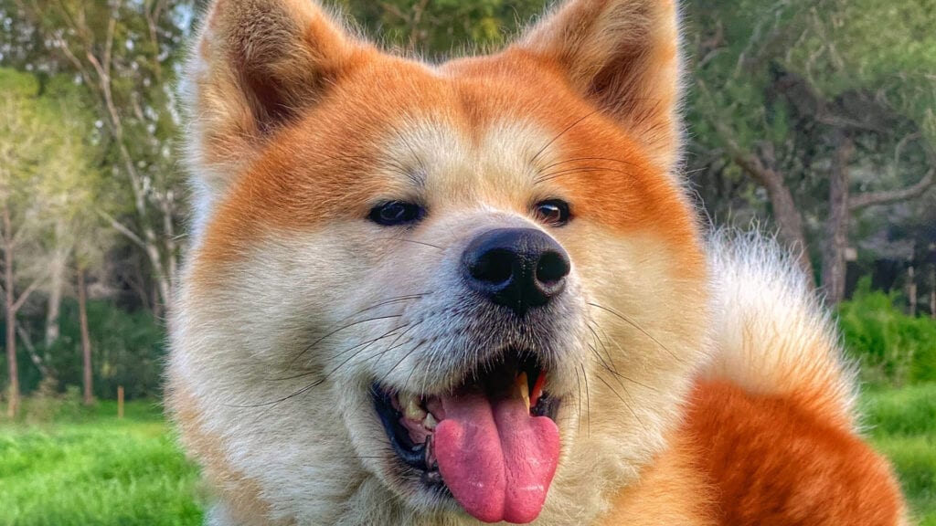 Home - The Akita Inu