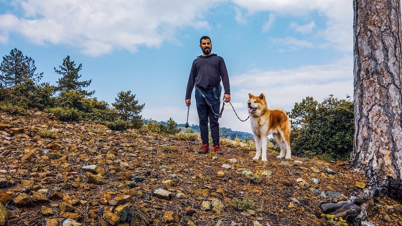 Akita Forest Walk - The Akita Inu