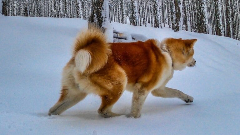 Akita Inu